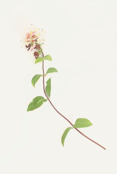 a honeysuckle bloom on a yellow background