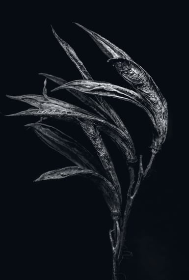 a black and white photo of seedpods