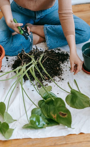 Houseplant roots being cut up