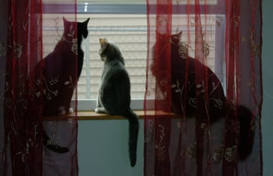 Animal Reiki