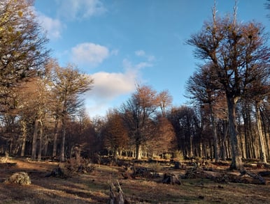 Bosque de clima frío