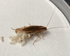 Montreal Cockroach Laying Eggs