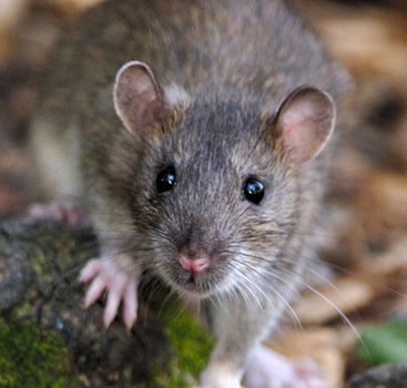 Montreal Rat