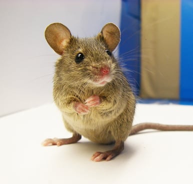 Montreal Mouse