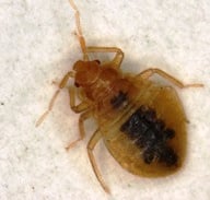 Montreal Bed Bug