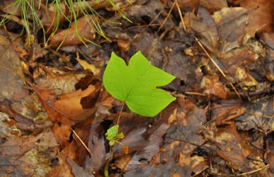 A tulip tree seedling observed in Ontario by Environmental Consultants at Aster Environmental.