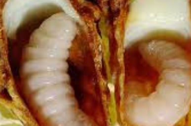 Royal jelly benefits for hair