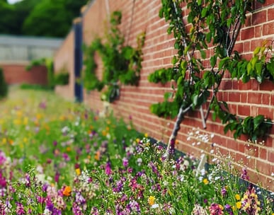 Consultancy, Norfolk, garden, gardener, horticulture