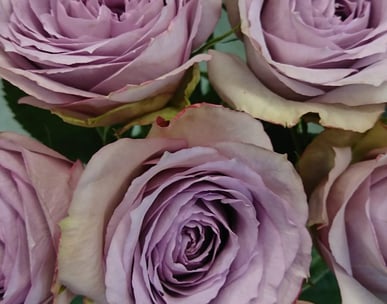 Purple flowers close up