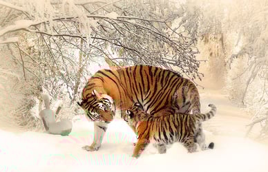 tigre avec bébé en train de jouer