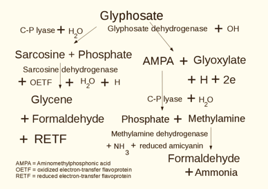 PESTICIDES GLYPHOSATE MÉTABOLITE