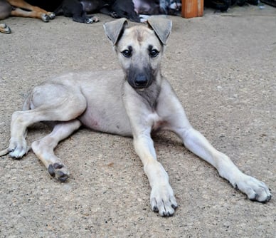 Greyhound Puppy