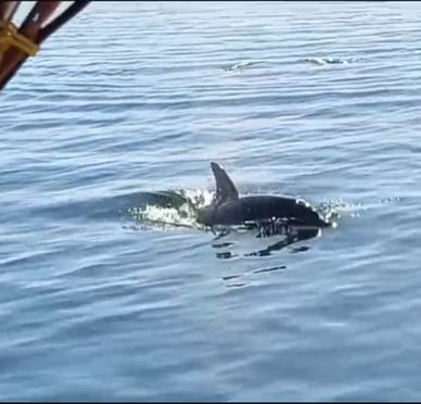 Dolphin watching