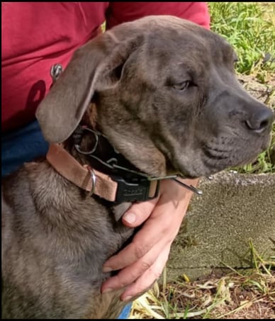 Pale Blue Brindle Female Cane Corso