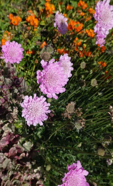 Blumenwiese