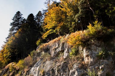 Image d'une forêt sur des rochers
