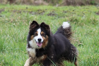 Chien