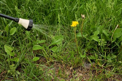 a person spraying a herbicide onto a dandelion broad leaf weed