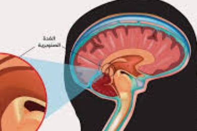 الدماغ