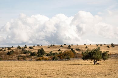 Un arbre au mileu de rien