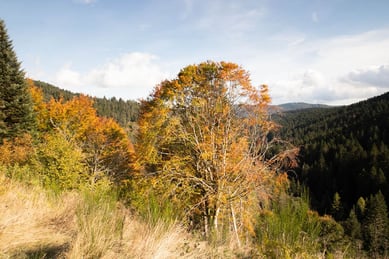 Image arbre en automne