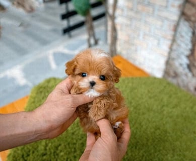 Maltipoo Puppies for Sale