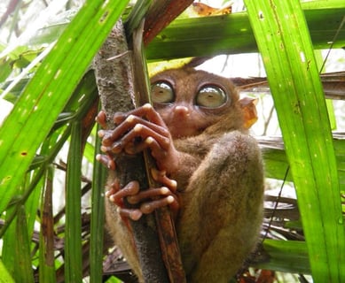 Corella, Bohol