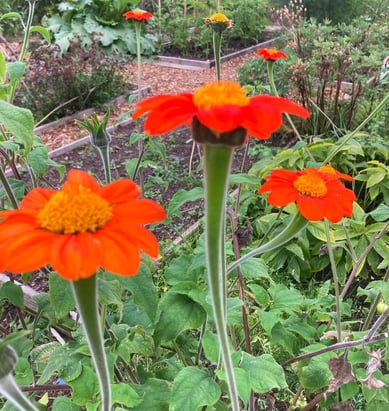 Pollinators growing amongst arable crops on an urban allotment by Celia Hooson, Circular City