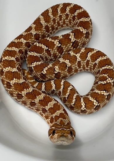 Red/purple line Hognose.