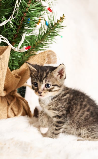a kitten sitting on a blanket next to a christmas tree
