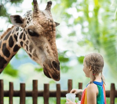 a giraffe is standing next to a fence