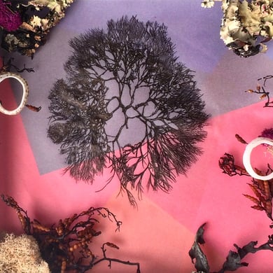 a drawing of seaweed surrounded by real seaweed and shells on a purple and pink background