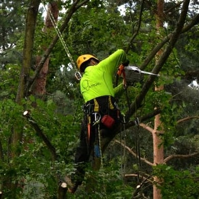 Arborista Martin Latiok Olomouc