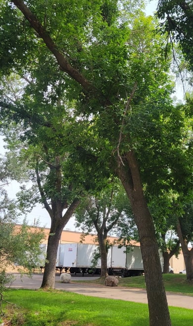 Commercial Property with various trees