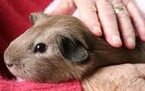 Therapy Guinea Pig being held.