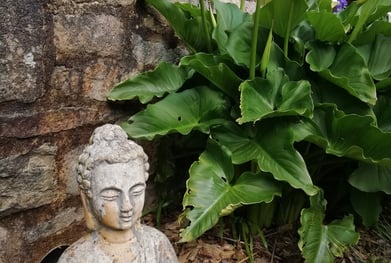 bouddha : le zen au jardin.