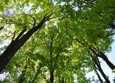 forêt arbre