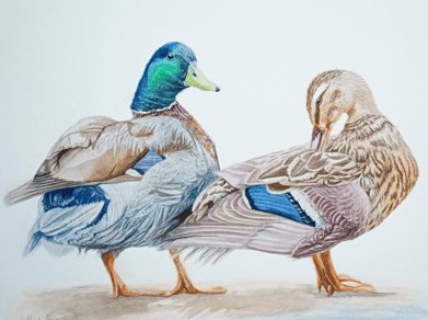 Mallard Ducks