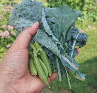 spring summer garden harvest