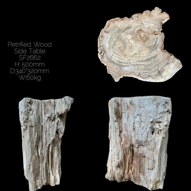 Top Polished Petrified Wood End Table