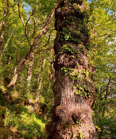An image of an urban woodland with a tree trunk in the foreground by Celia Hooson, Circular City