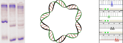 Emblem for Natural Traces and Forensic Sciences Conference