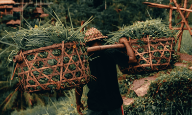 Um agricultor trabalhando pesado com cesto nas costas nos campos da Indonésia