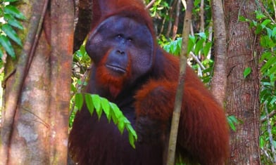 Orangotango no Parque Nacional Tanjung Puting, Kalimantan (foto: Wikipedia)