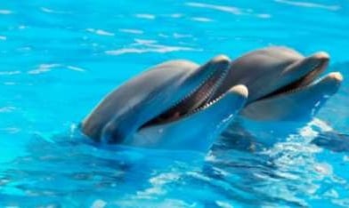 Dolphin Tours Key West