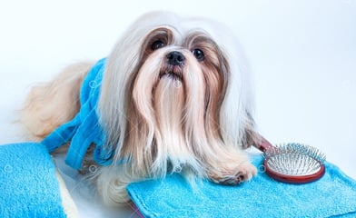 toilettage pas cher chien