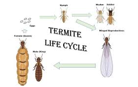 termite life cycle, type of termites in sarawak