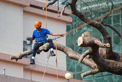 Tree felling services