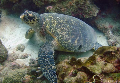 Johnson's reef, Barbados