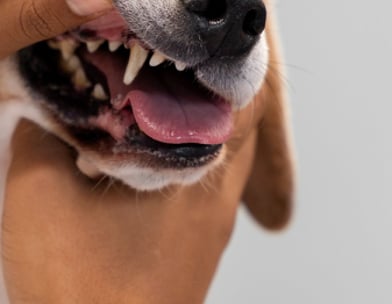 Cachorro Sendo examinado em consulta veterinária